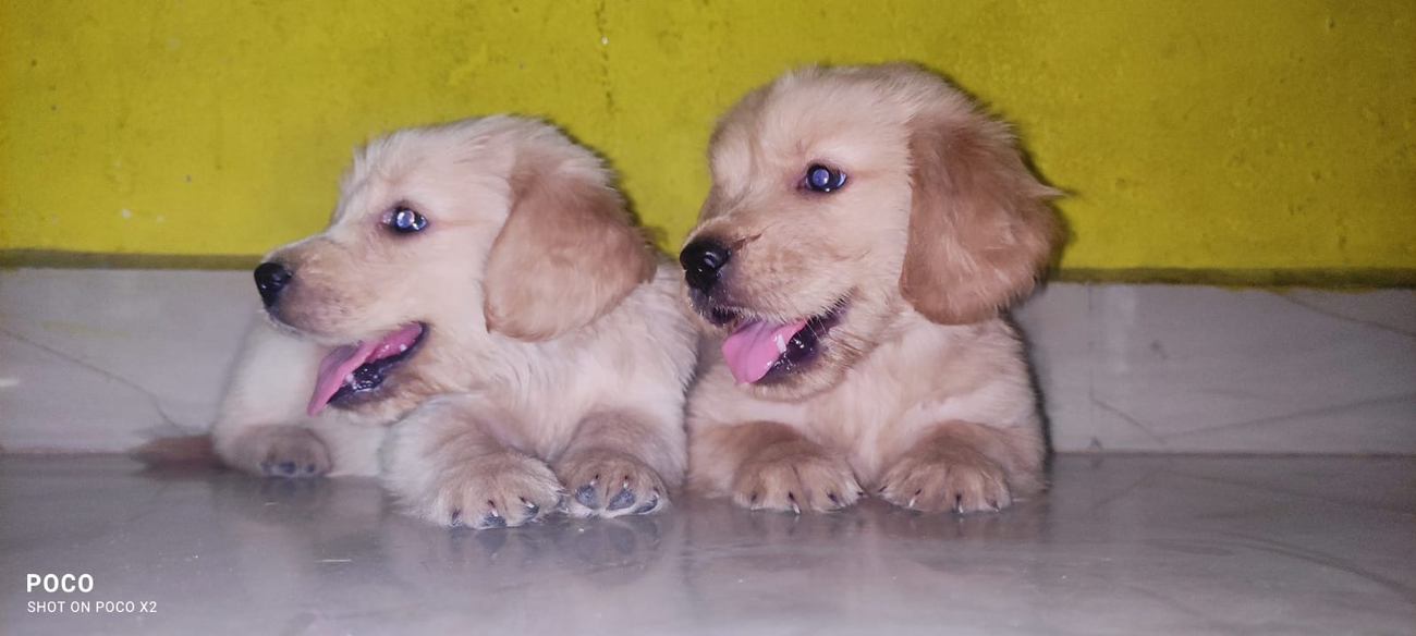 Cover photo of CROWN PETS