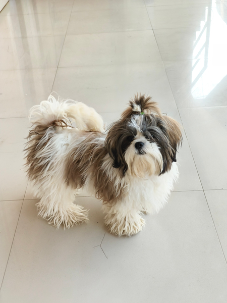 Cover photo of CROWN PETS